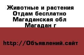 Животные и растения Отдам бесплатно. Магаданская обл.,Магадан г.